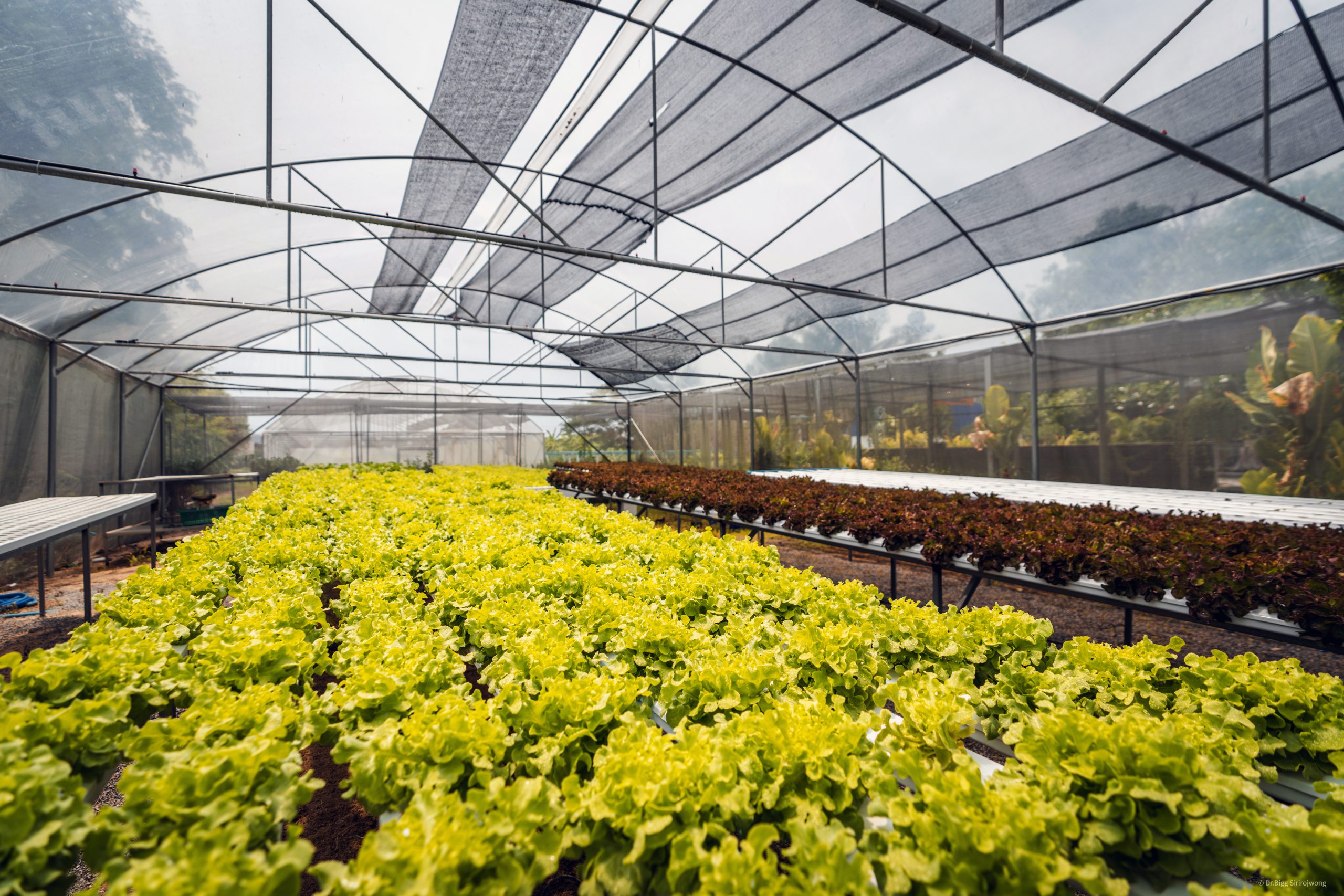 Ace Organic Farm